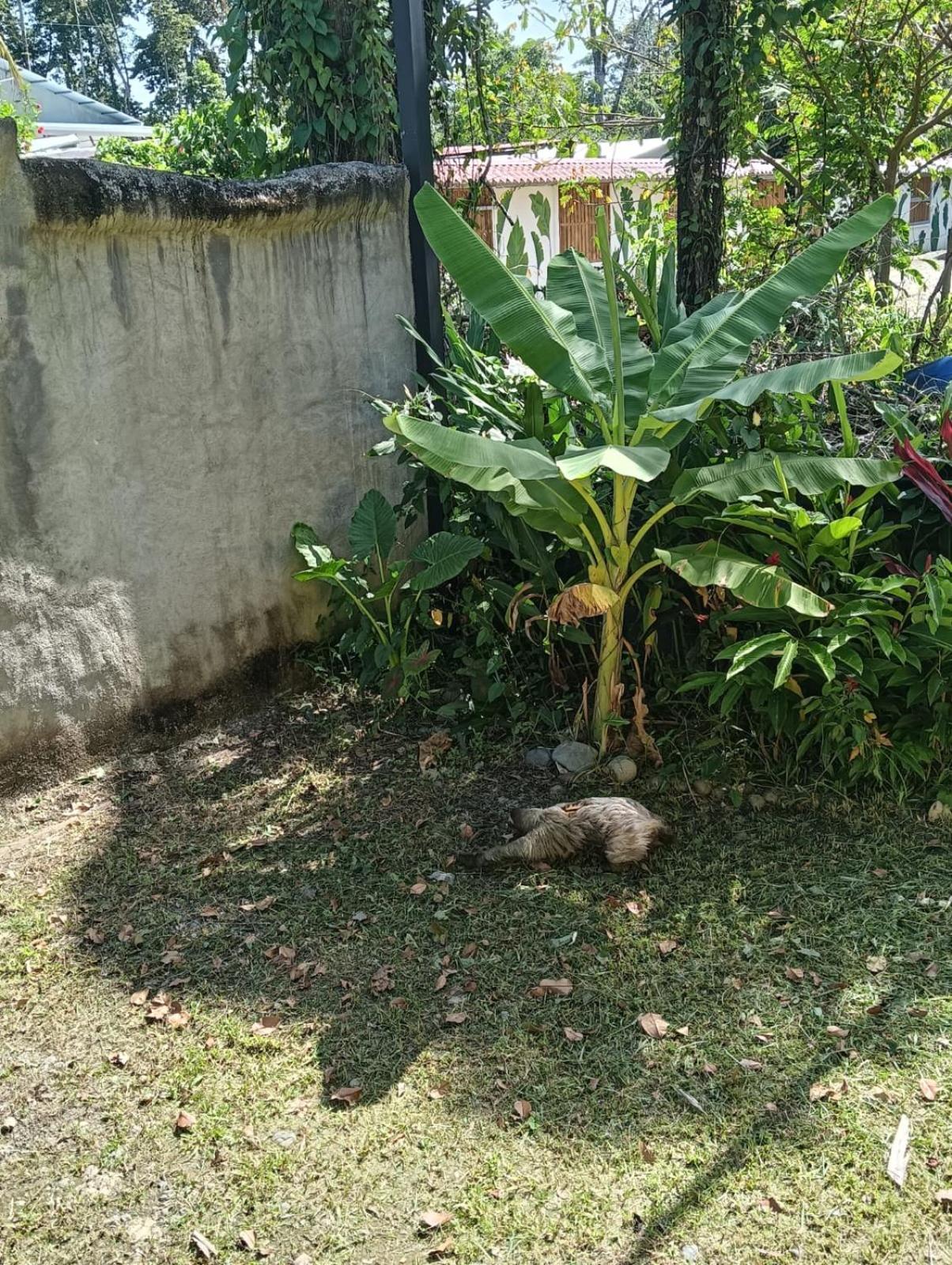 La Fonte De Puerto Viejo Limon *